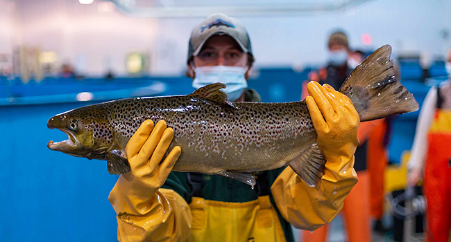 Researcher wearing waders and gloves holds a male Atlantic salmon