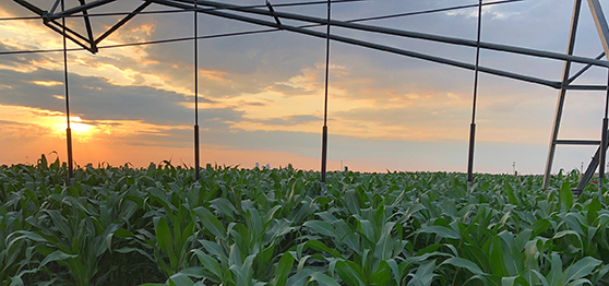 Sprinkler irrigated corn