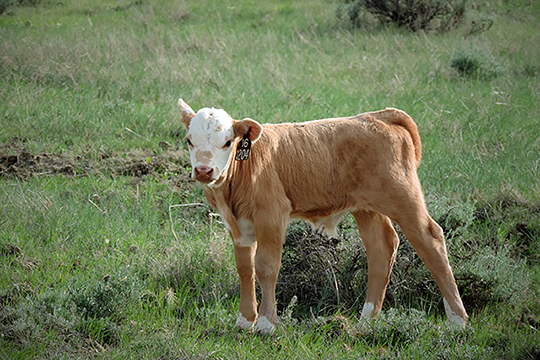 Calf pasturing in rangeland 