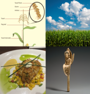 4 images of corn- in a field, diagram, on a plate, and as a statue