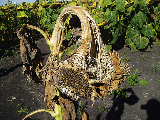 Sunflower plant infected with Sclerotinia head rot. 