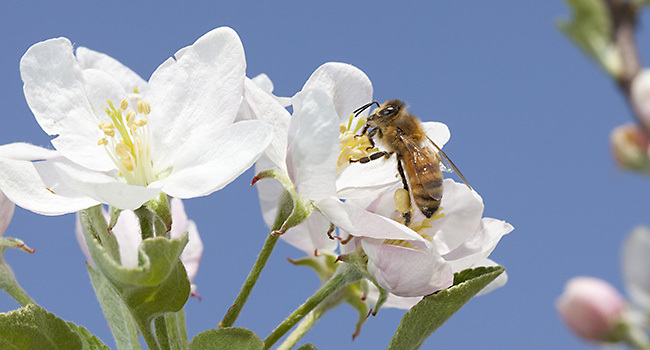 A honey bee on an apple blossom