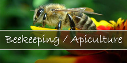 Beekeeping / Apiculture