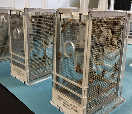 Honey bees in large cages.