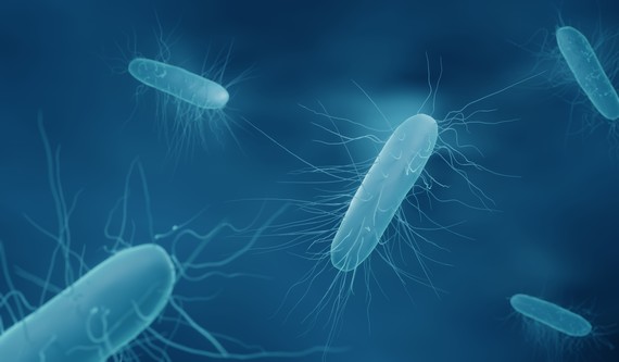 picture of bacteria