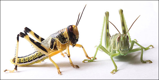 Two desert locusts