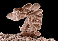 E. coli