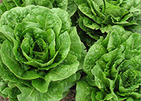 Romaine lettuce