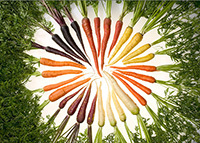 Multi colored carrots