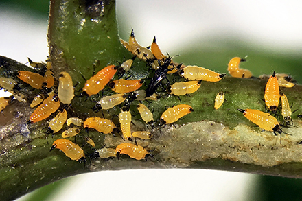 Brazilian peppertree thrips larvae and adults feed on a Brazilian peppertree