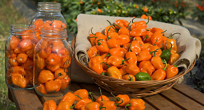 Orange peppers in a jar and a basket