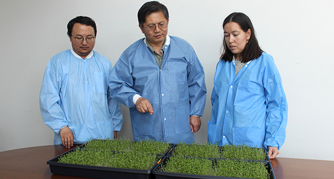 Three scientists looking a broccoli microgreens in two flat plastic containers.