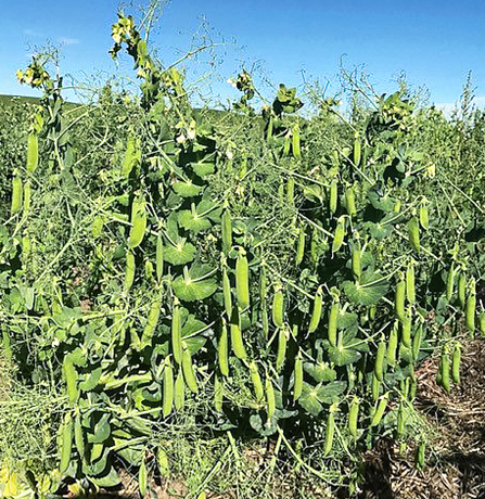 Winter peas