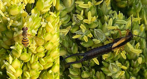 A hoverfly and an earwig on sorghum