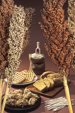 Sorghum stalks and some products produced from sorghum grain.