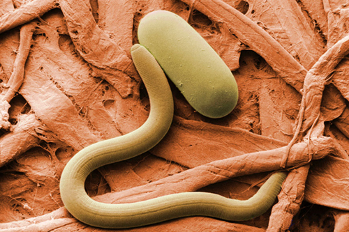 Soybean cyst nematode