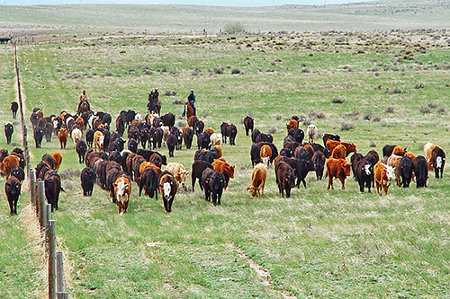 Cattle being herded in a pasture