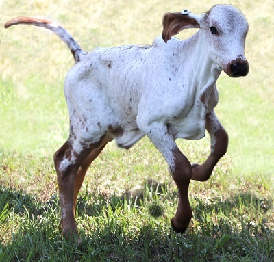 A white calf