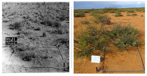 A 1935 photo of black grama grass next to a 2016 photo of the same quadrat in which grass has been entirely lost to bare ground.