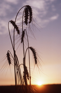 Wheat at sunset