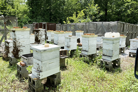 Boxes of bee hives
