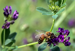 Honey bee on alfalfa flower