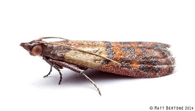 Indian meal moth
