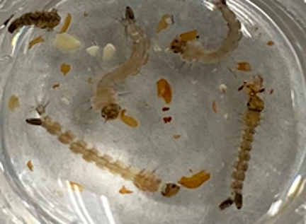 Mosquito larvae