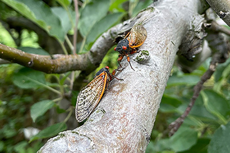 Two cicadas on a tree branch