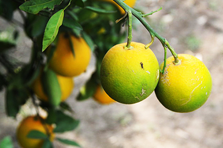 Oranges showing symptoms of citrus greening. 