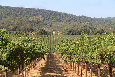 vineyard with rows of grapes and mountains in the background