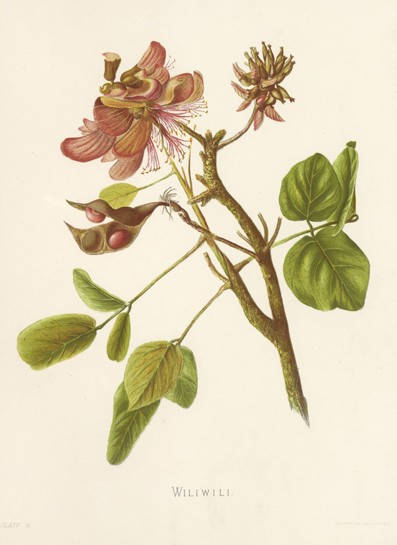 Plant with red and green petals, green leaves, and red seeds