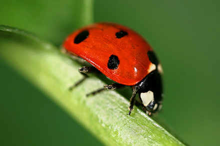 A lady beetle on a leaf.