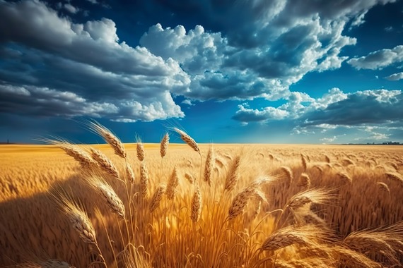 Wheat Field 