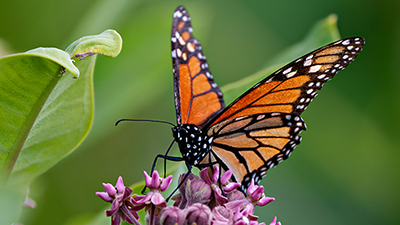 A monarch butterfly on a purple flower.