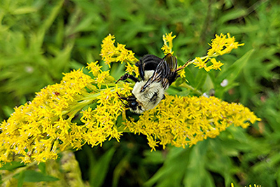 A wild bee on a yellow flower. 