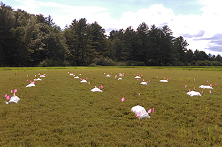 Early field trials with beneficial nematodes. 