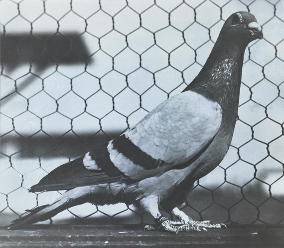 Black and white image of a pigeon looking at the camera