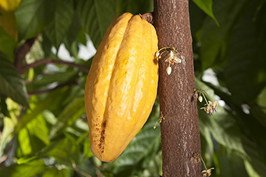 A cacao pod on a tree. 