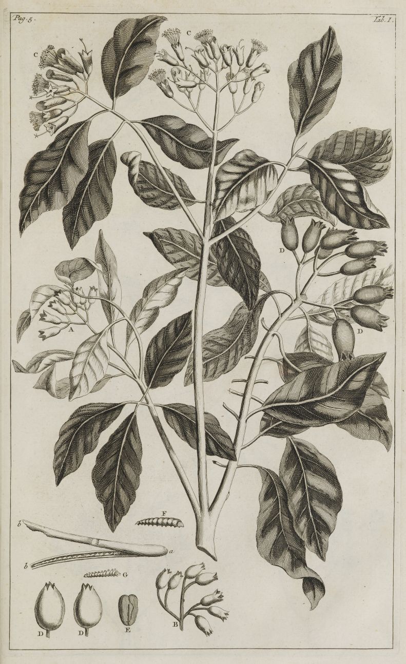 Black and white illustration of a clove tree branch with leaves and flower buds against a beige background