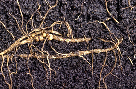 Female soybean cyst nematodes feed in plant roots and form bulbous.