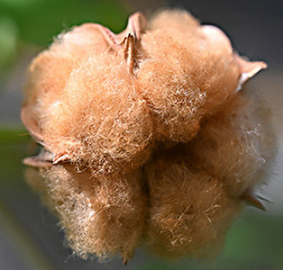 Two bolls of brown cotton.