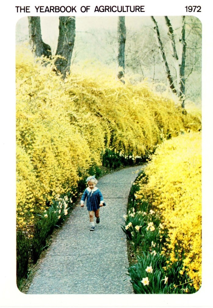 A child runs toward the camera on a footpath surrounded by yellow flowering bushes 