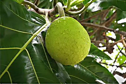 Breadfruit growing on a tree.