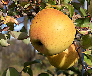 Two gold rush apples in a tree.