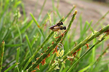 Pollinators foraging on centipedegrass