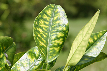 Leaves with symptoms of citrus greening disease.