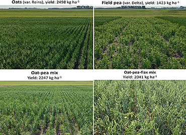 Combinations of oats, field pea, and flax mixtures planted in fields. 