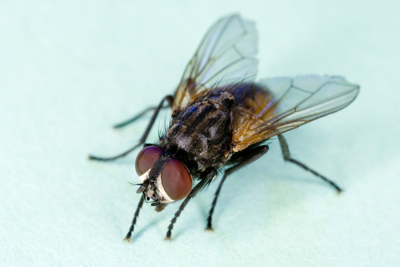 Common House Fly