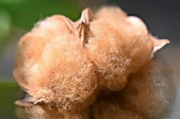 Brown Cotton - Photo by Marina Naoumkina